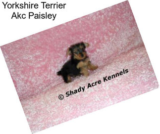 Yorkshire Terrier Akc Paisley