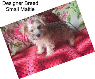 Designer Breed Small Mattie