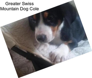 Greater Swiss Mountain Dog Cole