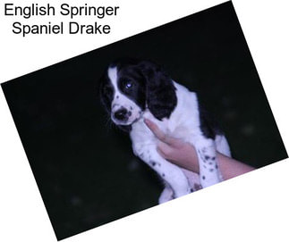 English Springer Spaniel Drake