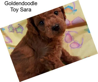 Goldendoodle Toy Sara