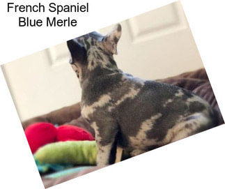 French Spaniel Blue Merle