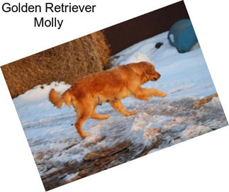 Golden Retriever Molly