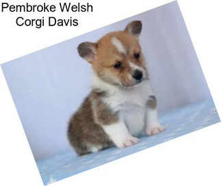 Pembroke Welsh Corgi Davis