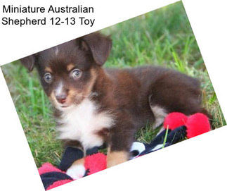 Miniature Australian Shepherd 12-13\