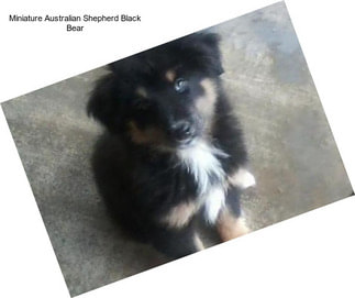 Miniature Australian Shepherd Black Bear