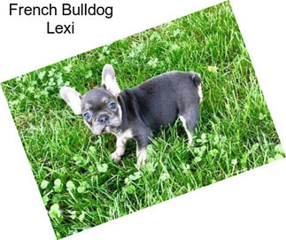 French Bulldog Lexi
