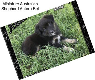 Miniature Australian Shepherd Antero Bet