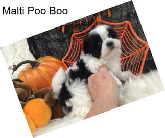 Malti Poo Boo