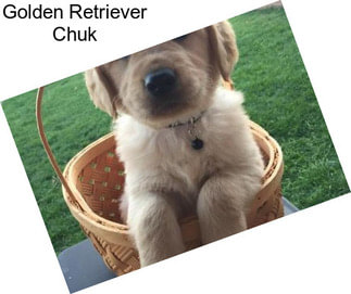 Golden Retriever Chuk