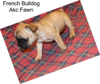 French Bulldog Akc Fawn