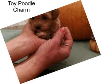 Toy Poodle Charm