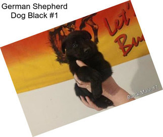German Shepherd Dog Black #1
