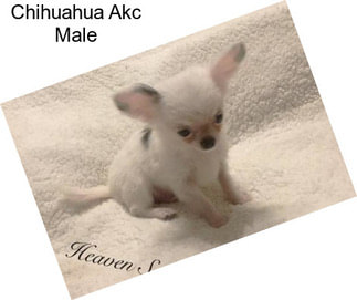 Chihuahua Akc Male