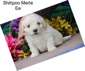 Shihpoo Merle Ee