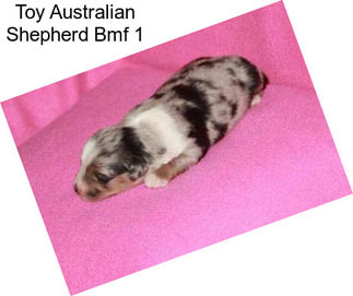 Toy Australian Shepherd Bmf 1