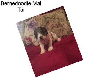 Bernedoodle Mai Tai