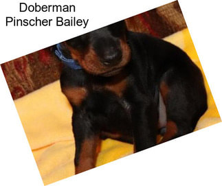 Doberman Pinscher Bailey