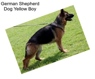 German Shepherd Dog Yellow Boy