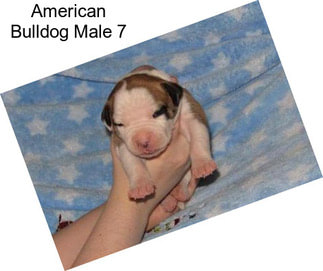 American Bulldog Male 7