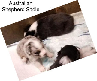 Australian Shepherd Sadie
