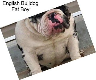 English Bulldog Fat Boy