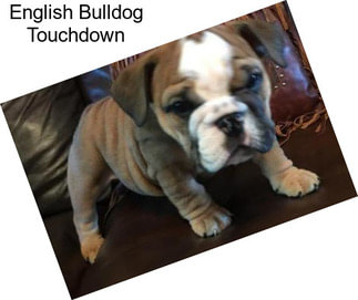 English Bulldog Touchdown