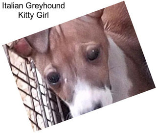 Italian Greyhound Kitty Girl