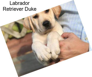 Labrador Retriever Duke