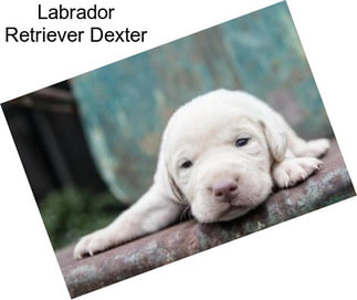 Labrador Retriever Dexter