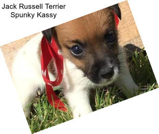 Jack Russell Terrier Spunky Kassy