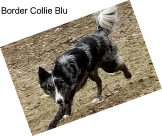 Border Collie Blu