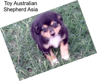 Toy Australian Shepherd Asia