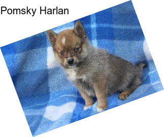 Pomsky Harlan