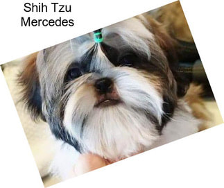 Shih Tzu Mercedes