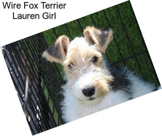 Wire Fox Terrier Lauren Girl