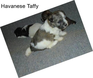 Havanese Taffy