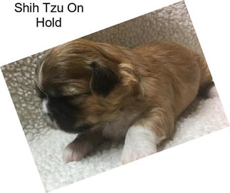 Shih Tzu On Hold