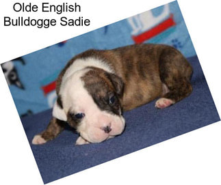 Olde English Bulldogge Sadie