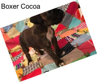 Boxer Cocoa