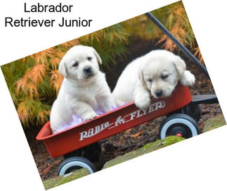 Labrador Retriever Junior