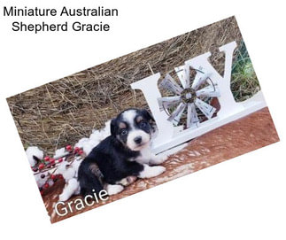 Miniature Australian Shepherd Gracie