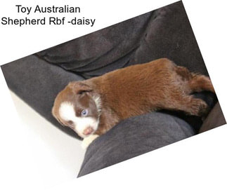 Toy Australian Shepherd Rbf -daisy