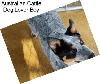 Australian Cattle Dog Lover Boy