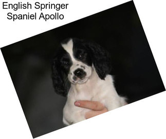 English Springer Spaniel Apollo