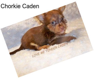 Chorkie Caden