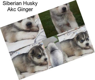 Siberian Husky Akc Ginger