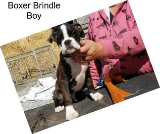 Boxer Brindle Boy