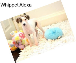 Whippet Alexa