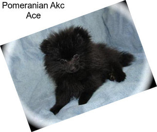 Pomeranian Akc Ace
